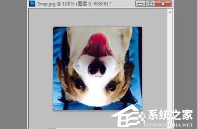 ps怎么旋轉(zhuǎn)圖片？Photoshop旋轉(zhuǎn)圖片教程