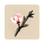 冬蜃樓手機正式版